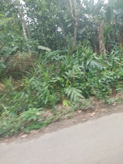 Hedychium coronarium