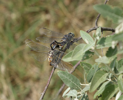 Lindenia tetraphylla