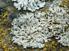 Physcia dubia