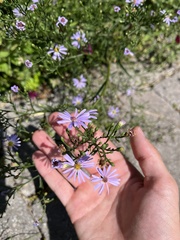 Symphyotrichum oolentangiense