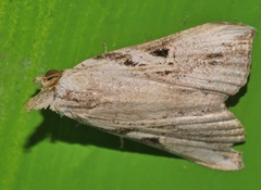 Chorsia