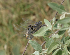 Lindenia tetraphylla
