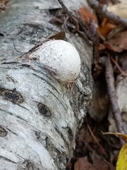 Reticularia lycoperdon