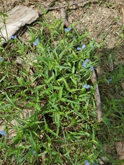 Commelina erecta