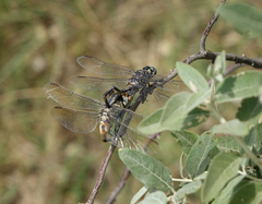 Lindenia tetraphylla