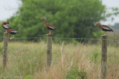 Dendrocygna autumnalis