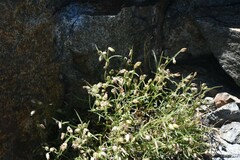 Silene sargentii