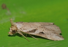 Chorsia