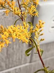 Solidago juncea