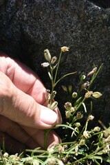 Silene sargentii