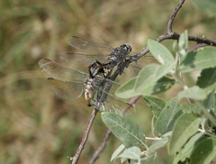 Lindenia tetraphylla