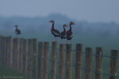 Dendrocygna autumnalis