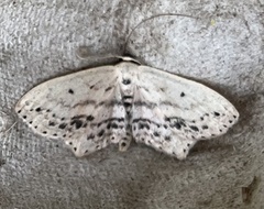 Scopula cacuminaria
