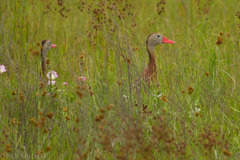 Dendrocygna autumnalis