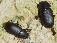 Opatroides punctulatus