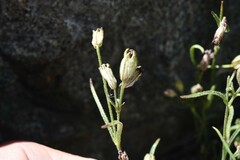 Silene sargentii