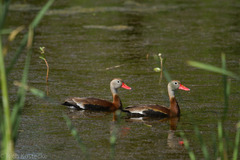 Dendrocygna autumnalis