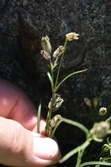 Silene sargentii