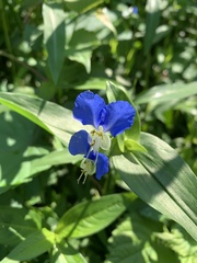 Commelina communis
