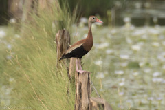 Dendrocygna autumnalis