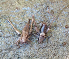 Pholidoptera griseoaptera