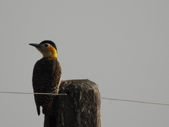 Colaptes campestris campestroides
