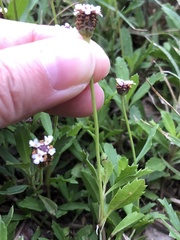 Phyla nodiflora