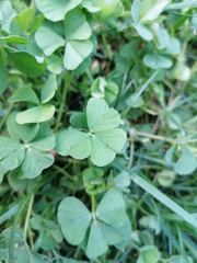 Medicago arabica