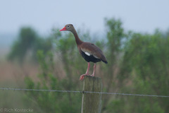 Dendrocygna autumnalis