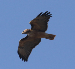 Buteo jamaicensis calurus