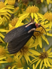 Ctenucha rubroscapus