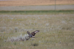 Buteo regalis