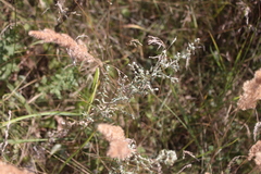 Artemisia
