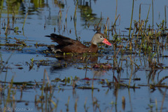 Dendrocygna autumnalis