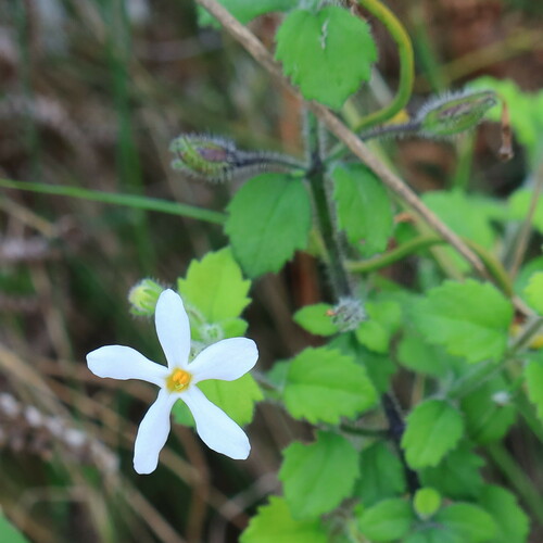 Chaenostoma hispidum (Chaenostoma hispidum)