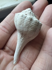 Sinistrofulgur sinistrum