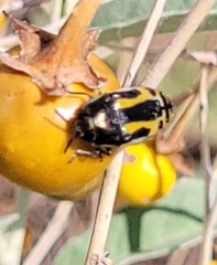 Acmaeodera scalaris
