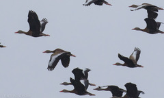 Dendrocygna autumnalis