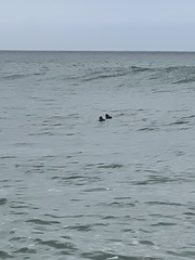 Melanitta perspicillata