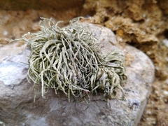 Ramalina siliquosa