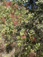 Pistacia terebinthus