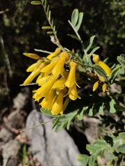 Sophora macrocarpa