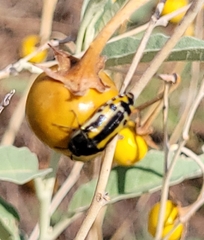 Acmaeodera scalaris