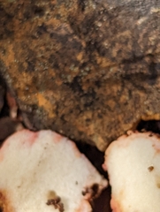 Rhizopogon
