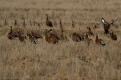Dendrocygna autumnalis