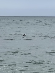 Melanitta perspicillata