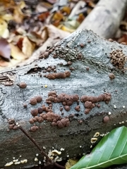 Hypoxylon fragiforme