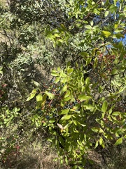 Pistacia terebinthus