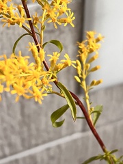 Solidago juncea