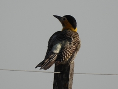 Colaptes campestris campestroides
